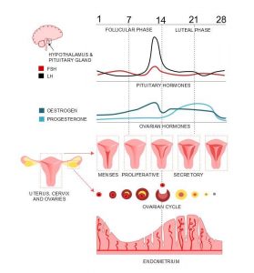 Unveiling the Menstrual Cycle