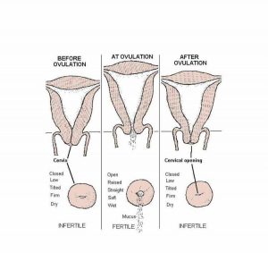 Unveiling the Menstrual Cycle