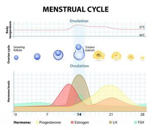 Unveiling the Menstrual Cycle