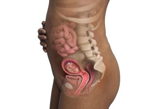 PREGNANCY WEEK-12 SECOND TRIMESTER BEGINS