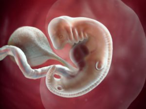 PREGNANCY WEEK-6 ORGAN DEVELOPMENT