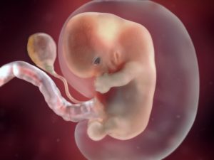 PREGNANCY WEEK-8 FETAL DEVELOPMENT