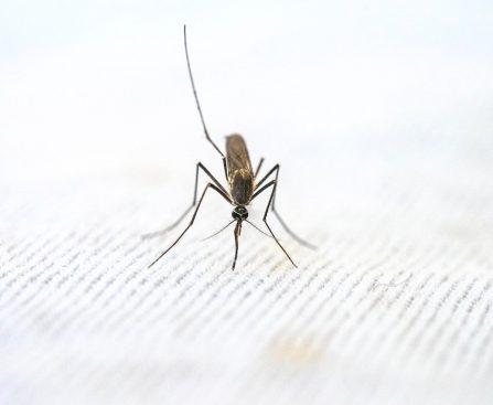 MALARIA