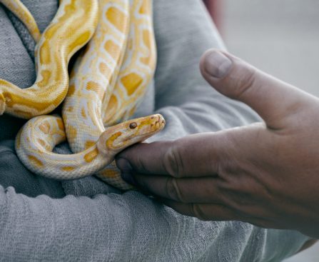 SNAKE BITES: INSIGHTS INTO FIRST AID AND RECOVERY