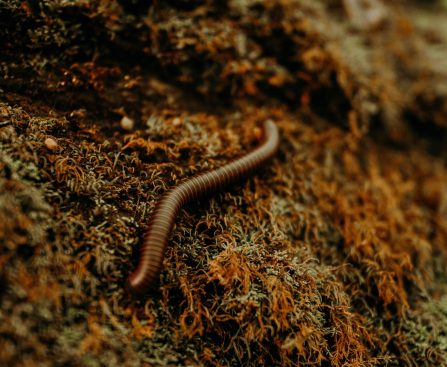 WHAT ARE INTESTINAL WORMS?