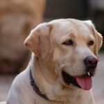 RABIES: A LETHAL THREAT AND PREVENTABLE DISEASE