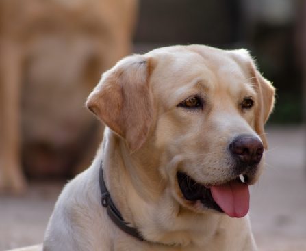 RABIES: A LETHAL THREAT AND PREVENTABLE DISEASE